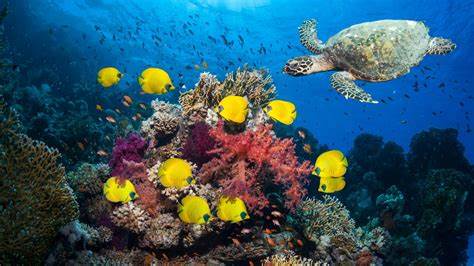 La ricerca non inglese è stata trascurata nelle aree della biodiversità, afferma lo scienziato australiano